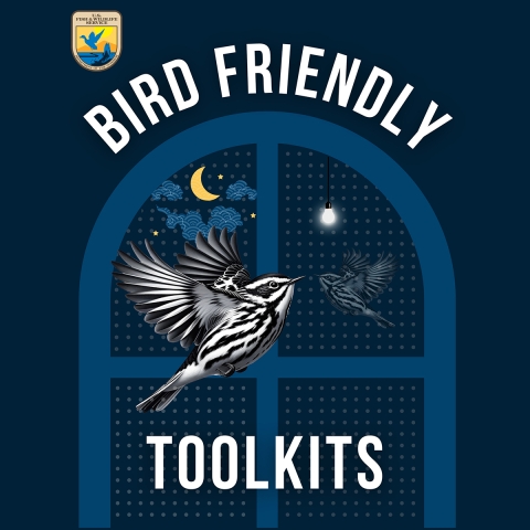 A hummingbird clearwing moth visits a wild bergamot flower