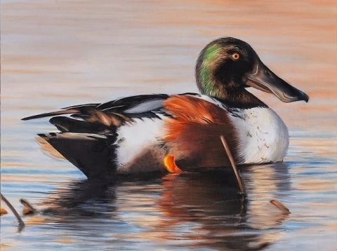 Painting of a northern shoveler
