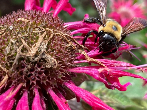 Bumble bee crawling on a flower