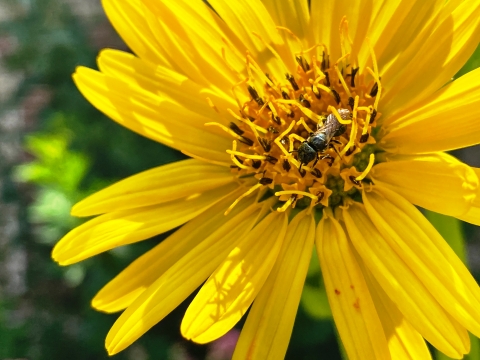 Small bee on a flower