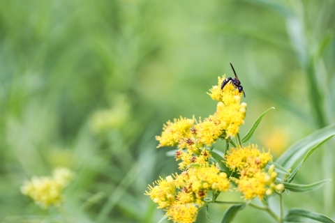 Wasp crawling over several tiny yellow flowers