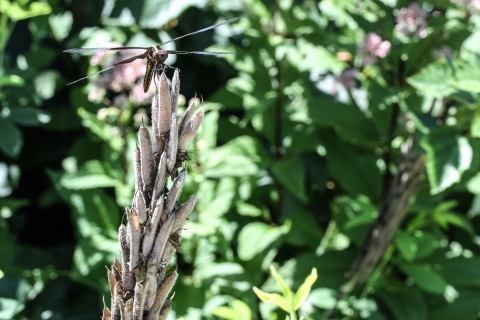 Large dragonfly resting on top of several seed pods