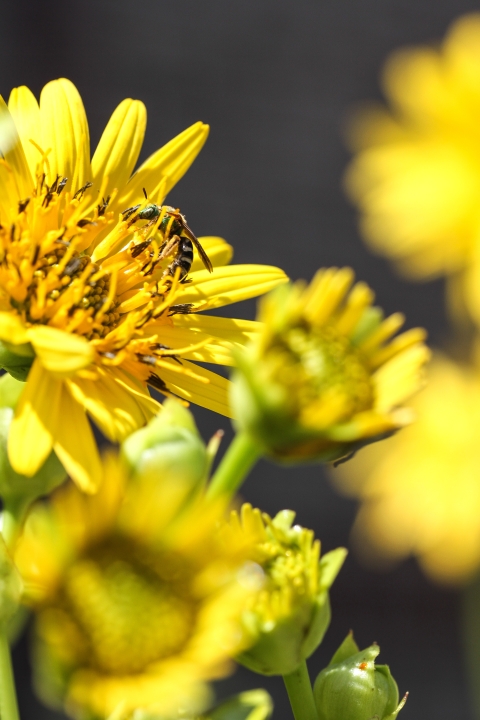 Bee crawling over many tiny yellow flowers