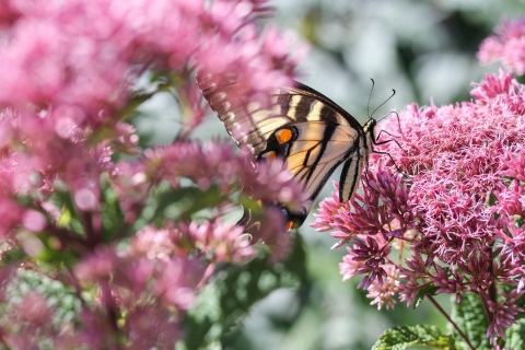 Large butterfly on a plant with numerous tiny pink flowers