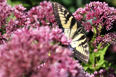 Large butterfly resting on numerous small flowers, surrounded by similar small flowers