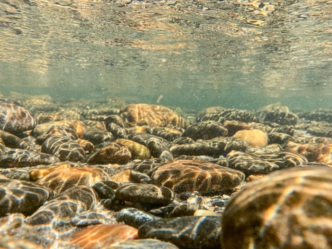 Underwater view of a shallow stream with a rocky bottom, and the rocky bottom reflected off the bottom of the water's surface