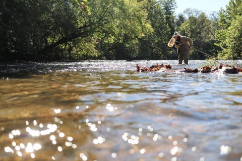 Woman standing in a river looking into a small net she's holding