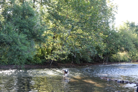 Woman standing in a river, bending over, looking into a small net