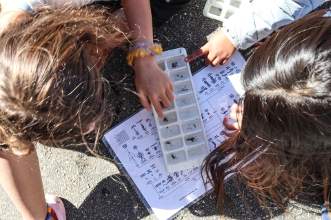 Two students looking at aquatic insects in an ice cube tray full of water