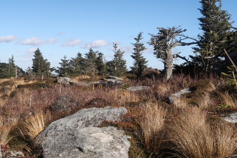 Flat mountain top covered with boulders, grass, and a few coniferous trees.