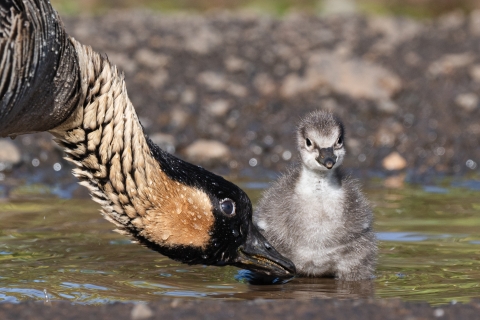 An adult Hawaiian goose leans over to check on its freshly hatched gosling, they are in a puddle.