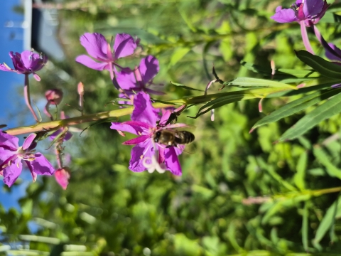 Busy as a bee in summertime