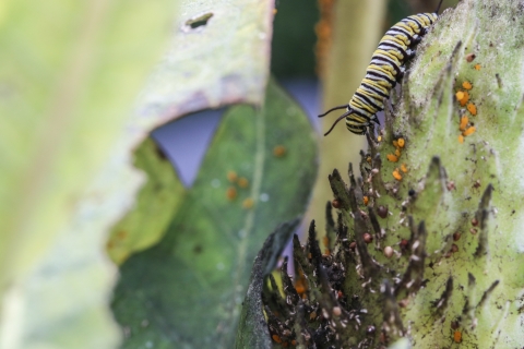 Caterpillar on a large seed pod, surrounded by leaves
