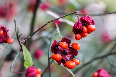 Bright red seed heads opening to reveal bright red fruits