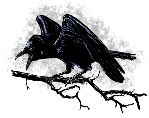 Illustration of a raven cawing