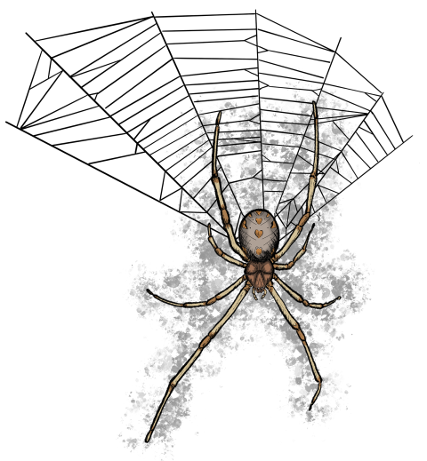 Illustration of a spider in a web
