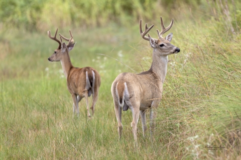 Two male deer standing in a grassy field.