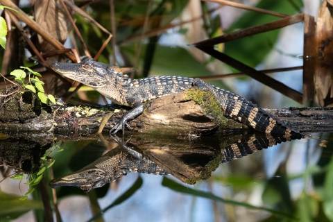 American alligator resting on a log in the water