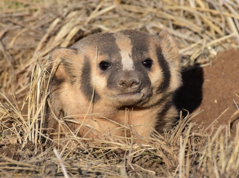 American badger peeking out of a burrow in the ground