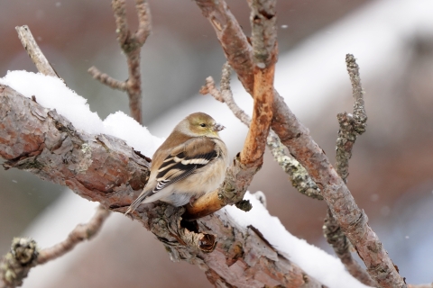 American goldfinch in winter plumage perched in a snowy tree