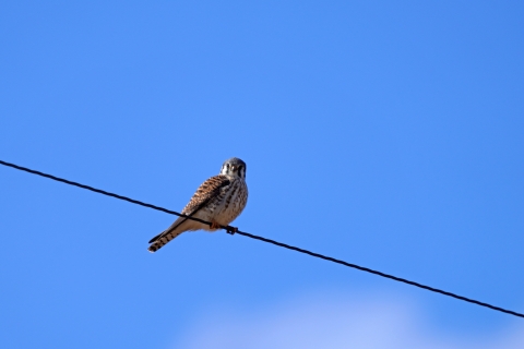 An American kestrel perched on a utility line