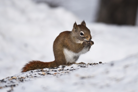 American red squirrel eating sunflower seeds in the snow