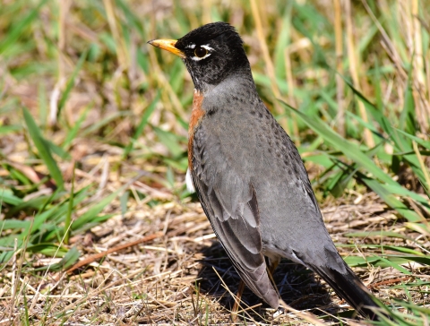 American robin on the ground