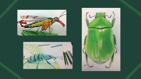 Three insect illustrations done with colored pencils