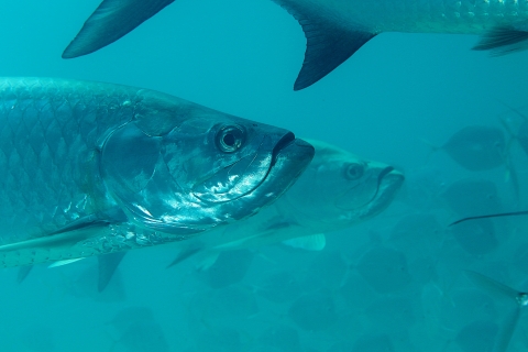 Atlantic tarpon under water