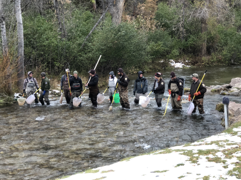 Deployment of side-by-side backpack electrofishers used to cover larger stream widths. 