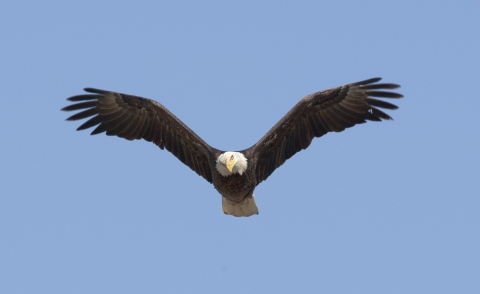 Bald eagle in flight