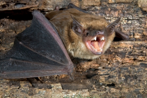A brown opens it mouth while resting on the bark of a tree