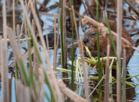 A muskrat is hidden by tan brown, yellow and green stalks of aquatic plants, standing in shallow water. The muskrat is peeling apart a stalk and is holding it right below its chin with two paws.