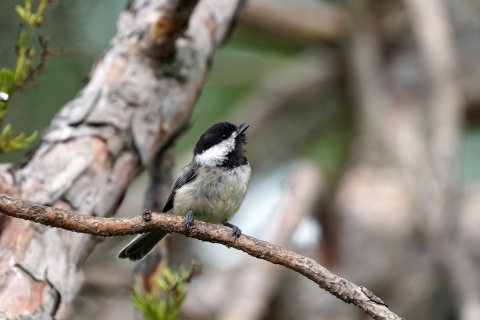 Black-capped chickadee perched in a red pine tree