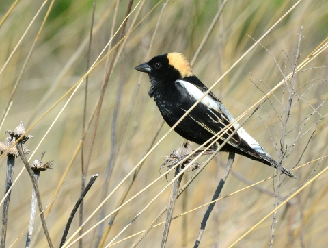 Bobolink perched on a dried flower stem