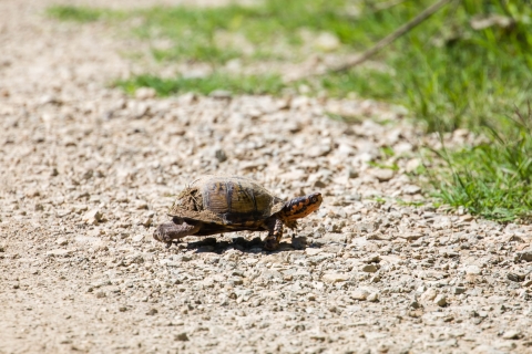 Common box turtle walking across a gravel road