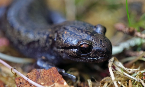 California giant salamander in leaf litter