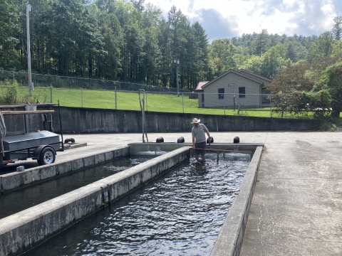 A man uses a wire screen to push fish down a raceway