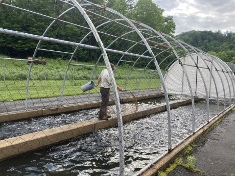 A man stands in between two raceways filled with trout, throwing feed in.