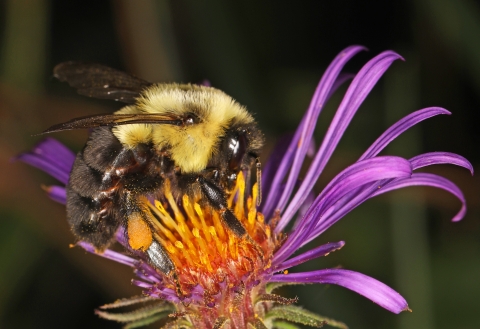 Common eastern bumble bee on aster