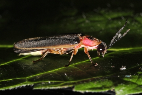 Common eastern firefly on a leaf