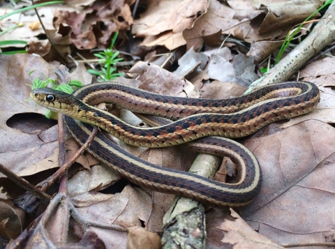 Common garter snake in leaf litter