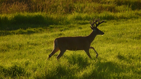 deer in the golden hour