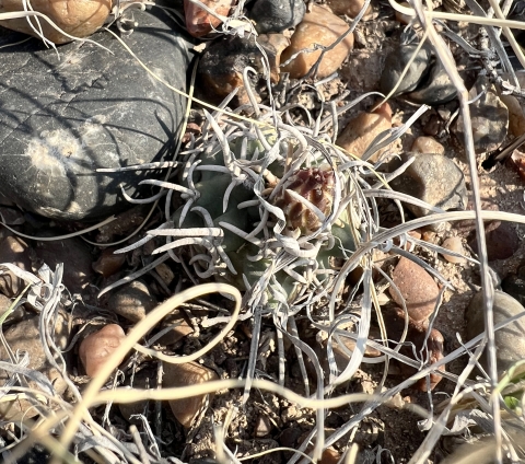 A globe-shaped dark green cactus is covered with ribbon-like spines, making it almost blend into the landscape