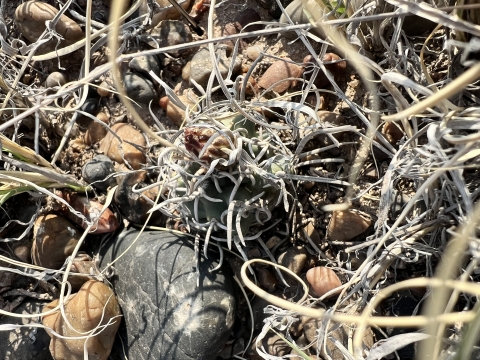 A small, dark green and globe-shape cactus covered in long ribbon-like spines blends into the rocky landscape.