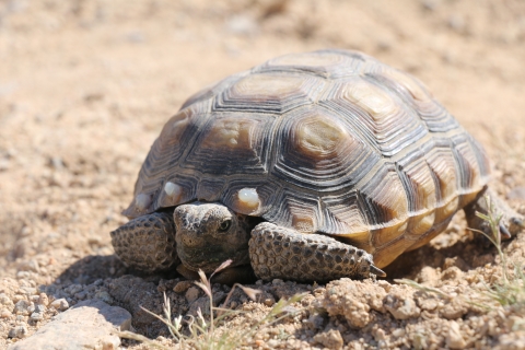 A young desert tortoise