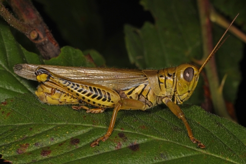 Differential grasshopper perched on a leaf
