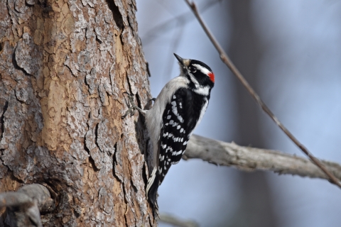 Male downy woodpecker perched on a pine tree