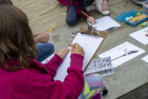 kids sit on a wood deck with bird pictures and guides as they practice their own sketches.