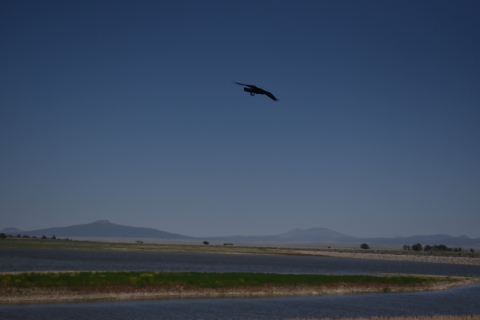 A raven flying over the water and mountain landscape of Maxwell NWR